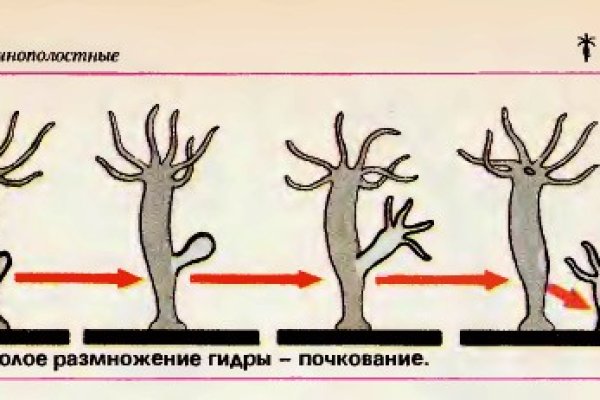 Найдется все кракен